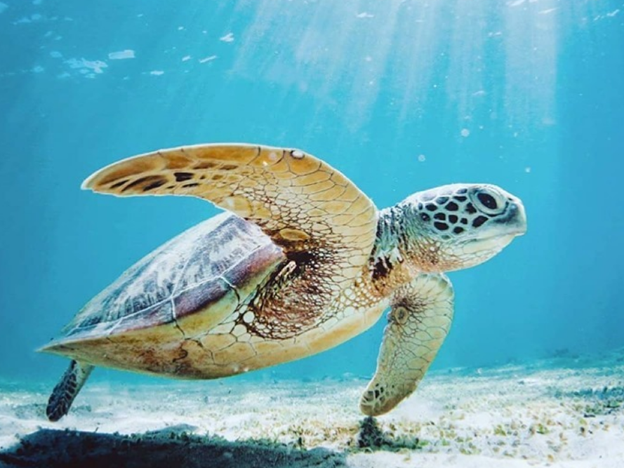 Fitzroy Island Resort | Access Voucher